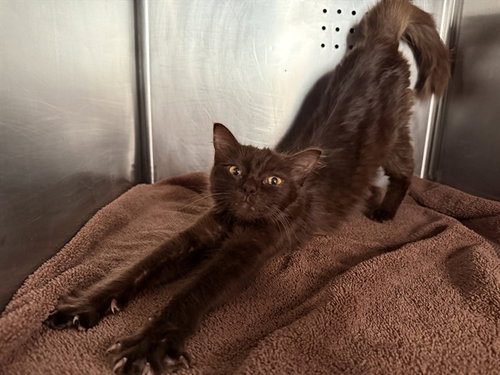 ACORN, a cat for adoption from City of Rancho Cucamonga Animal Shelter