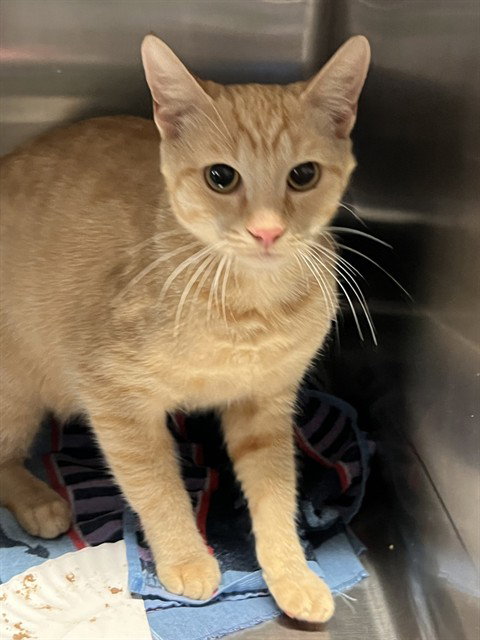 MANDARINA, a cat for adoption from City of Rancho Cucamonga Animal Shelter