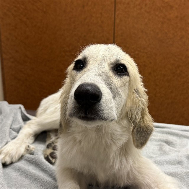 Bambi, Great Pyrenees