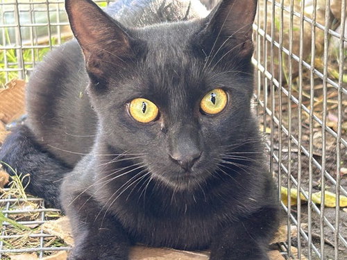 GALA 6, a cat for adoption from City of Rancho Cucamonga Animal Shelter