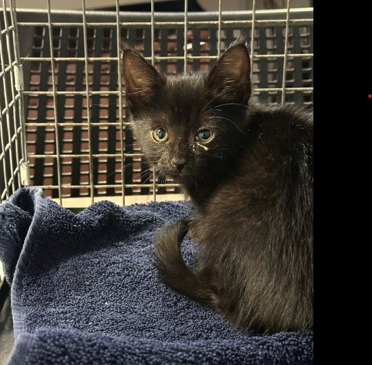 Unknown, Domestic Short Hair