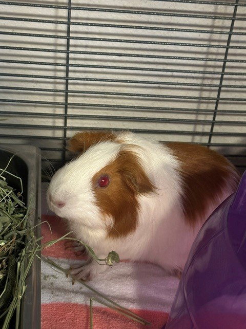 BUTTER BEAR, a guinea pig for adoption from City of Rancho Cucamonga Animal Shelter
