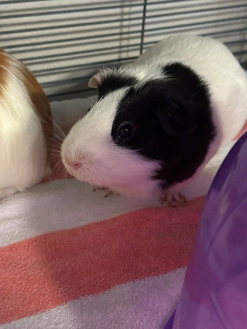 OREO, a guinea pig for adoption from City of Rancho Cucamonga Animal Shelter