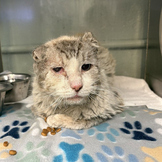Unknown, Domestic Short Hair