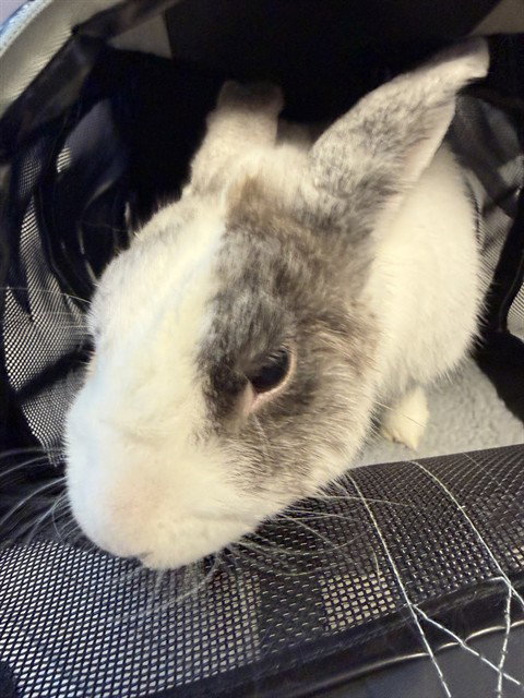 UNKNOWN, a rabbit for adoption from City of Rancho Cucamonga Animal Shelter