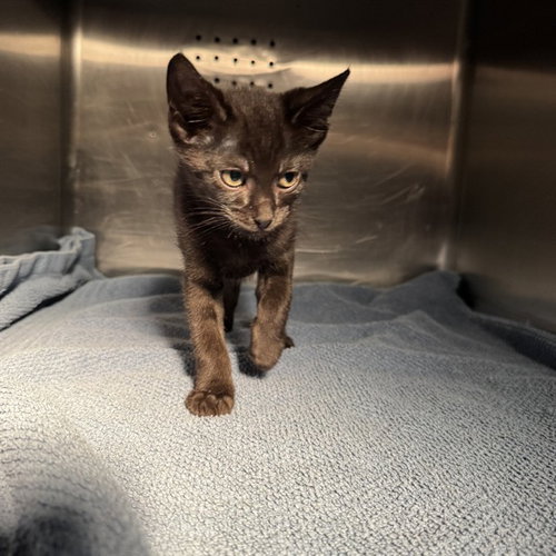 COCO, a cat for adoption from City of Rancho Cucamonga Animal Shelter