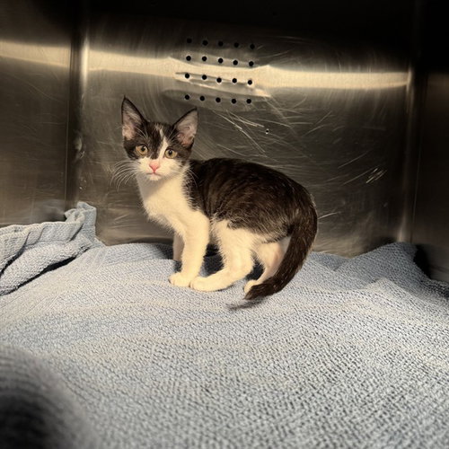 EMMA, a cat for adoption from City of Rancho Cucamonga Animal Shelter