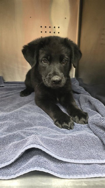 CALVIN, a dog for adoption from City of Rancho Cucamonga Animal Shelter