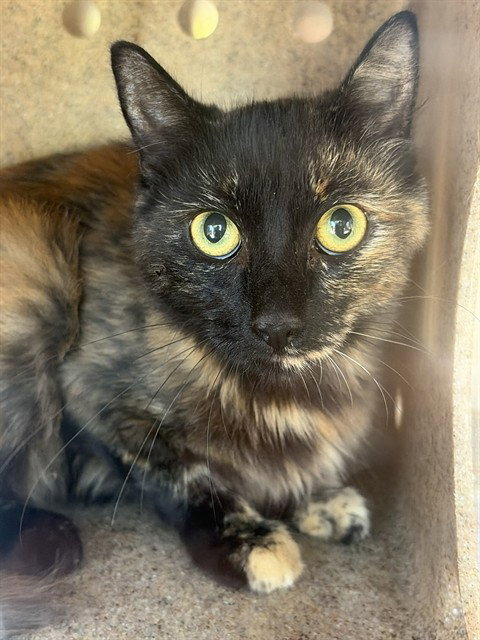 GALA 8, a cat for adoption from City of Rancho Cucamonga Animal Shelter