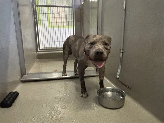 Aioli - American Pit Bull Terrier