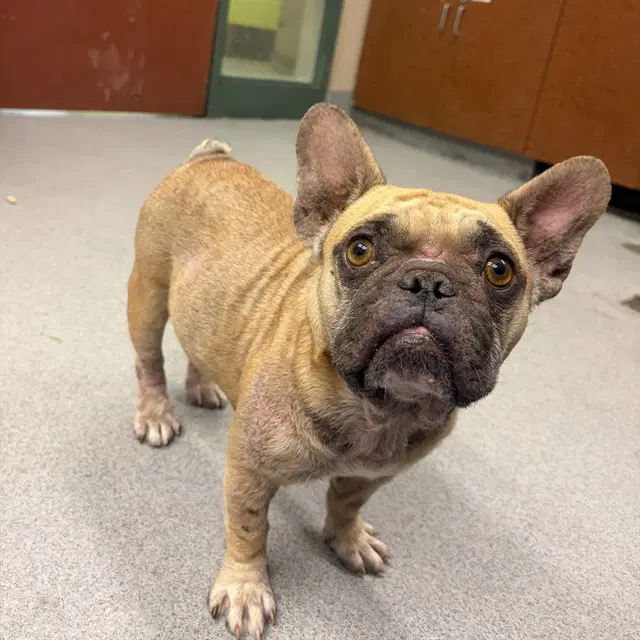 Gertie - French Bulldog