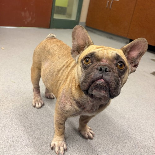 Unknown, French Bulldog (medium coat)