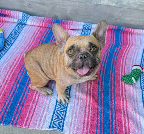 Gertie - French Bulldog