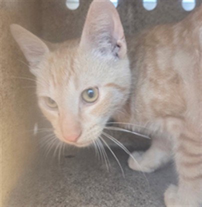 GALA 9, a cat for adoption from City of Rancho Cucamonga Animal Shelter