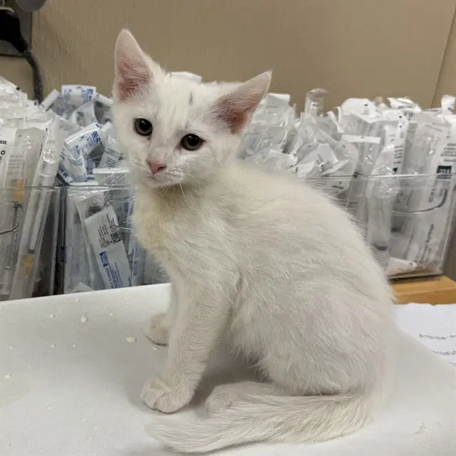 Woodstock - Domestic Short Hair