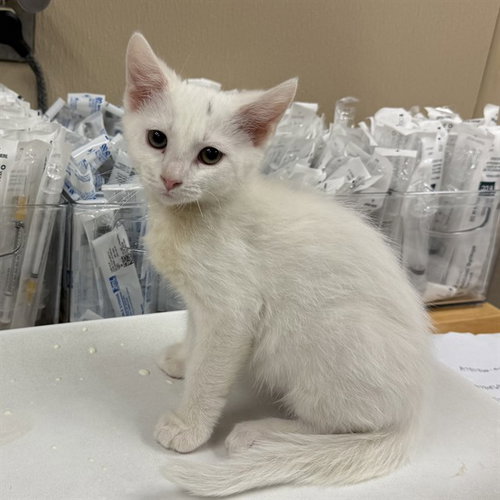 WOODSTOCK, a cat for adoption from City of Rancho Cucamonga Animal Shelter