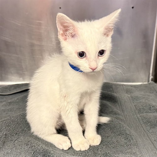 CHARLIE BROWN, a cat for adoption from City of Rancho Cucamonga Animal Shelter