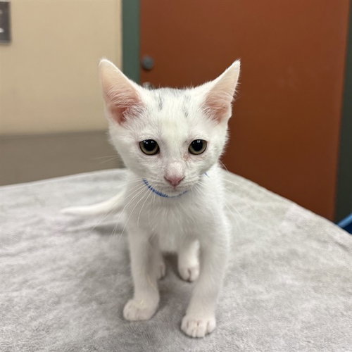 LINUS, a cat for adoption from City of Rancho Cucamonga Animal Shelter