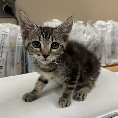 PEPPERMINT PATTY, a cat for adoption from City of Rancho Cucamonga Animal Shelter