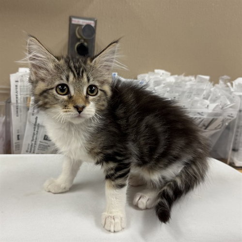 SALLY BROWN, a cat for adoption from City of Rancho Cucamonga Animal Shelter