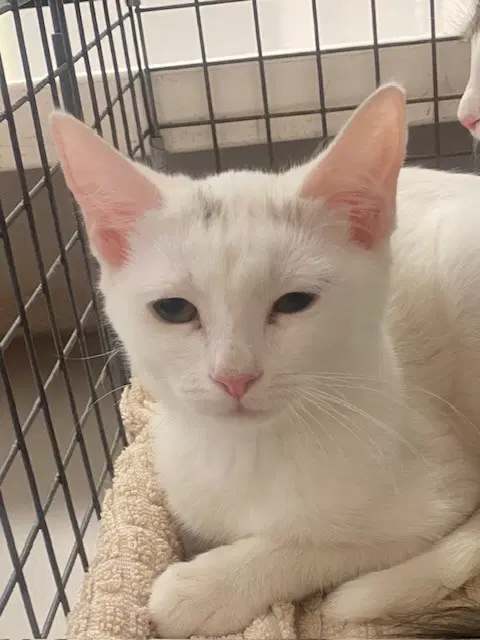 Unknown - Domestic Short Hair