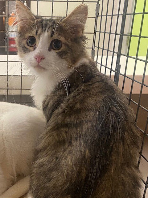 UNKNOWN, a cat for adoption from City of Rancho Cucamonga Animal Shelter
