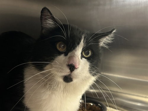 CARTILLA 3, a cat for adoption from City of Rancho Cucamonga Animal Shelter