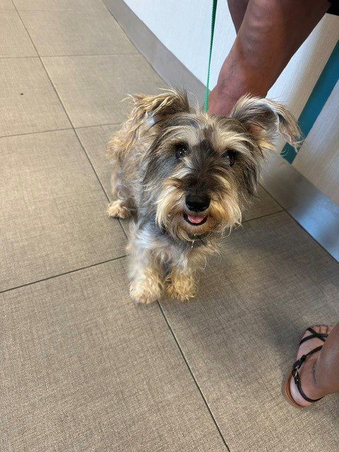 LADY, a dog for adoption from City of Rancho Cucamonga Animal Shelter