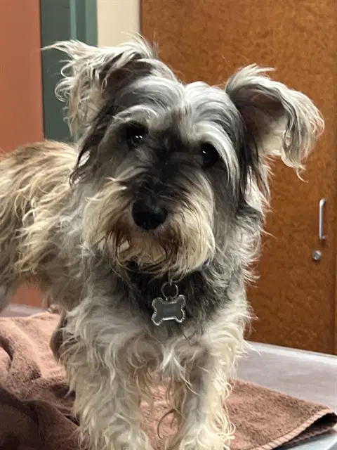 Lady - Miniature Schnauzer