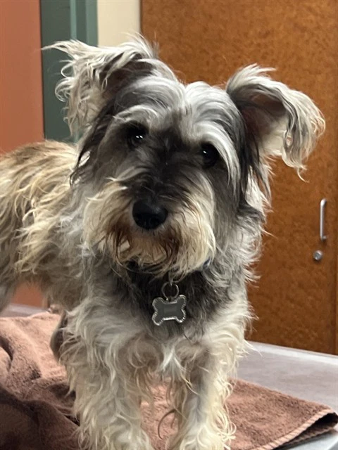 Lady