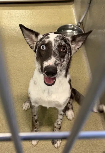 Oliver - Border Collie