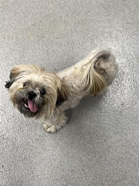 Unknown, Shih Tzu (medium coat)