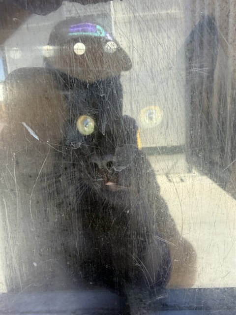 CARTILLA 4, a cat for adoption from City of Rancho Cucamonga Animal Shelter