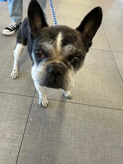 Jaxon - Boston Terrier