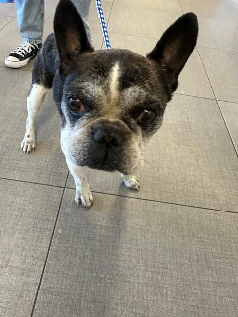Jaxon, Boston Terrier / French Bulldog / Mixed (medium coat)
