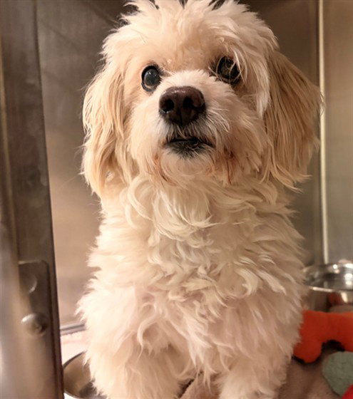CHICO, a dog for adoption from City of Rancho Cucamonga Animal Shelter