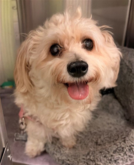 KIARA, a dog for adoption from City of Rancho Cucamonga Animal Shelter