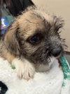 STANLEY — Rancho Cucamonga, CA Adoption