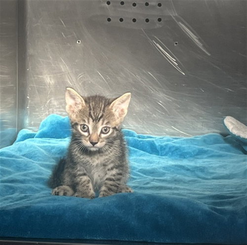Unknown, Domestic Short Hair (medium coat)
