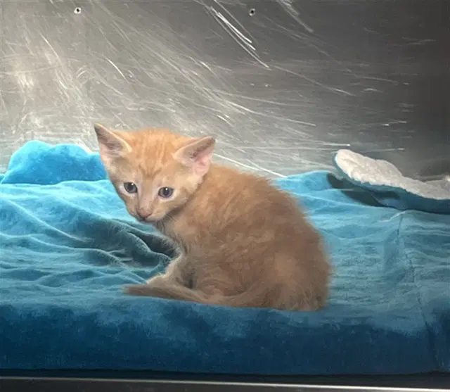 Unknown - Domestic Short Hair