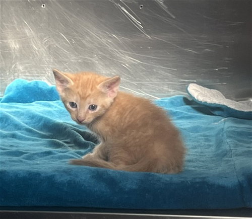 A781207, a cat for adoption from City of Rancho Cucamonga Animal Shelter