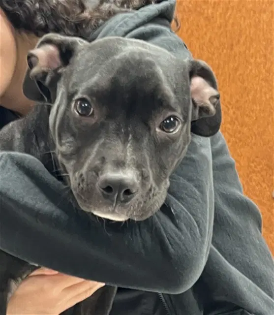 Unknown - Pit Bull Terrier