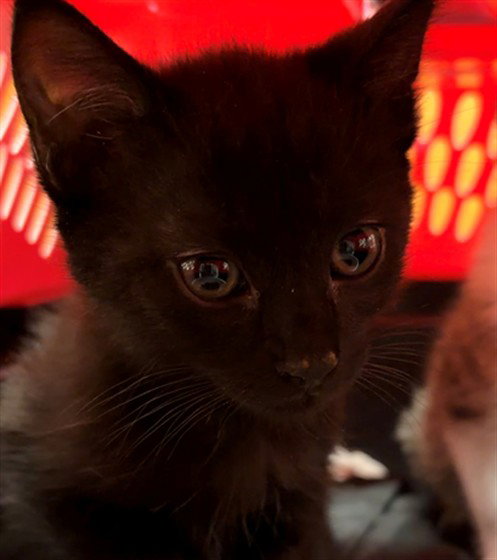 TEJ, a cat for adoption from City of Rancho Cucamonga Animal Shelter