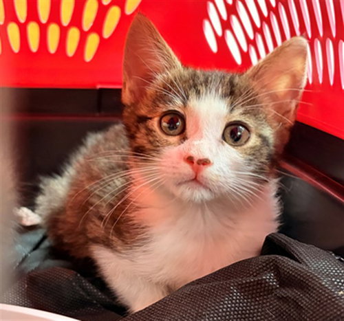 SUKI, a cat for adoption from City of Rancho Cucamonga Animal Shelter