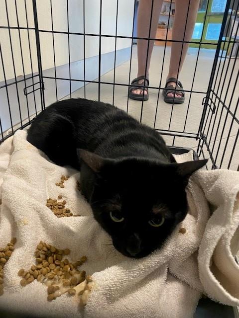 Misseur-Ozzy, Domestic Short Hair (medium coat)
