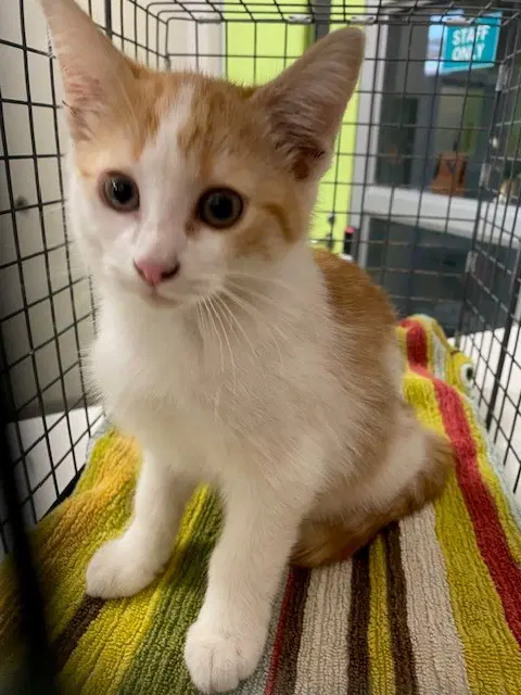 Tajin - Domestic Short Hair