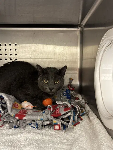 Unknown - Domestic Short Hair