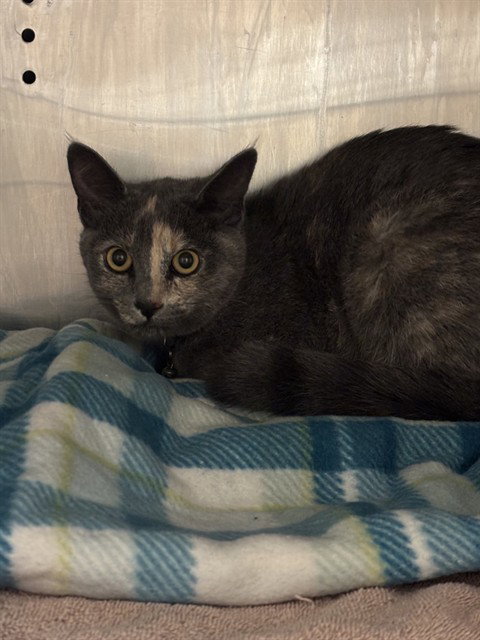 A781371, a cat for adoption from City of Rancho Cucamonga Animal Shelter