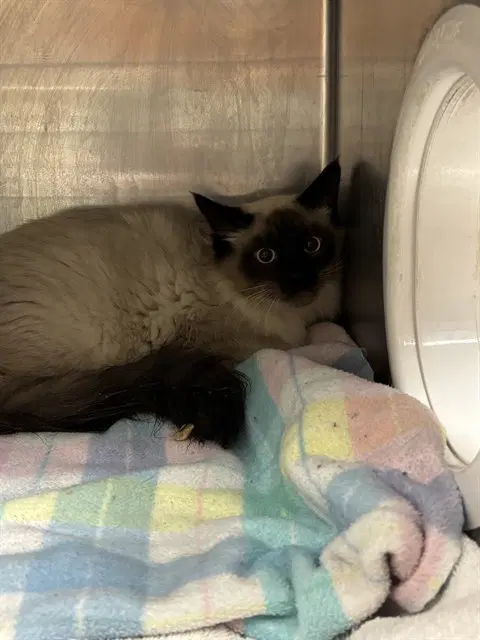 Unknown - Siamese