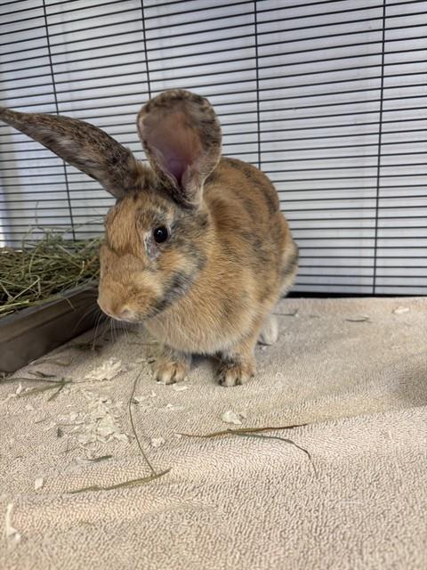 A781373, a rabbit for adoption from City of Rancho Cucamonga Animal Shelter